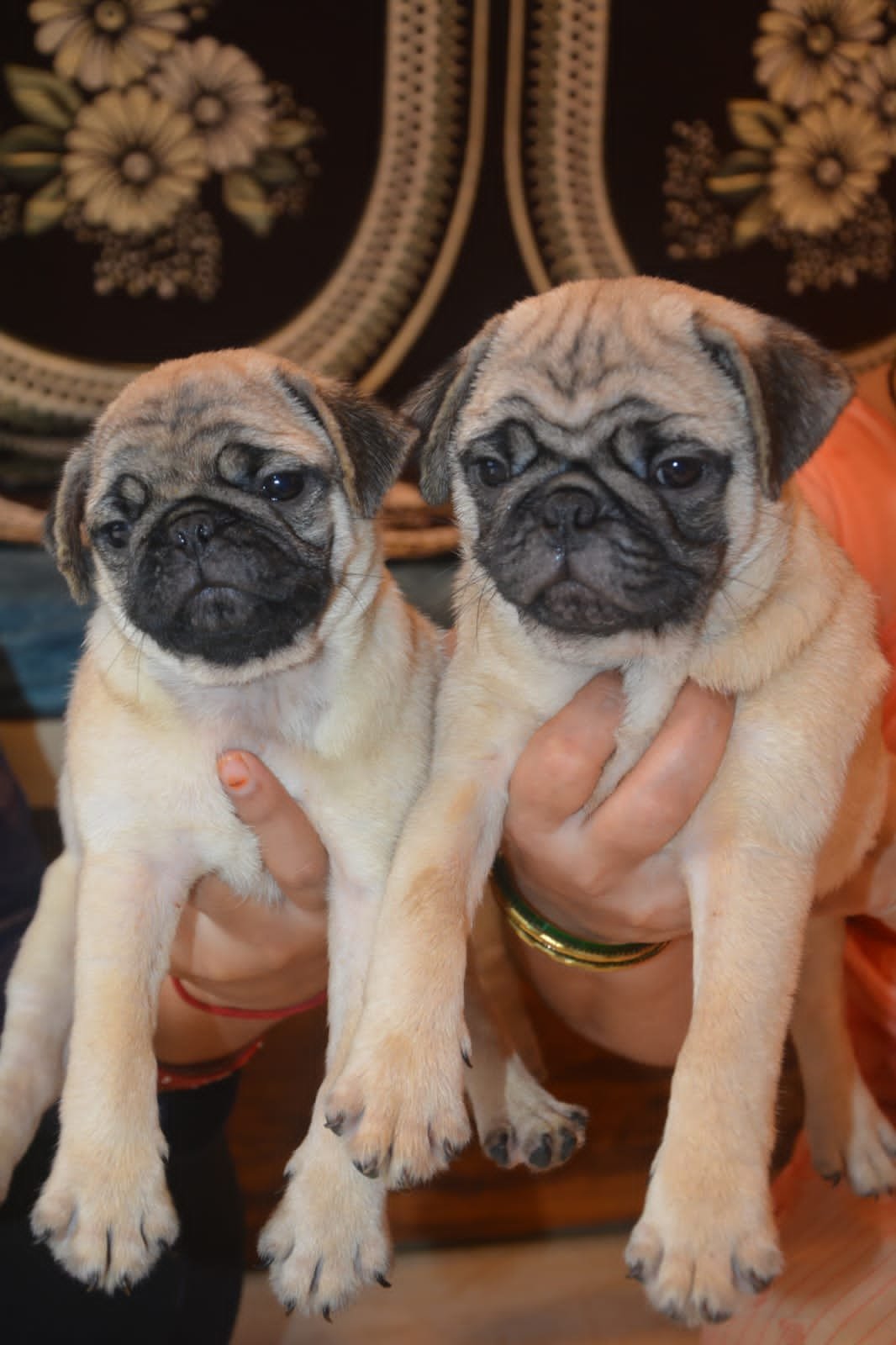 Order Female  Pug Puppy from Chennai